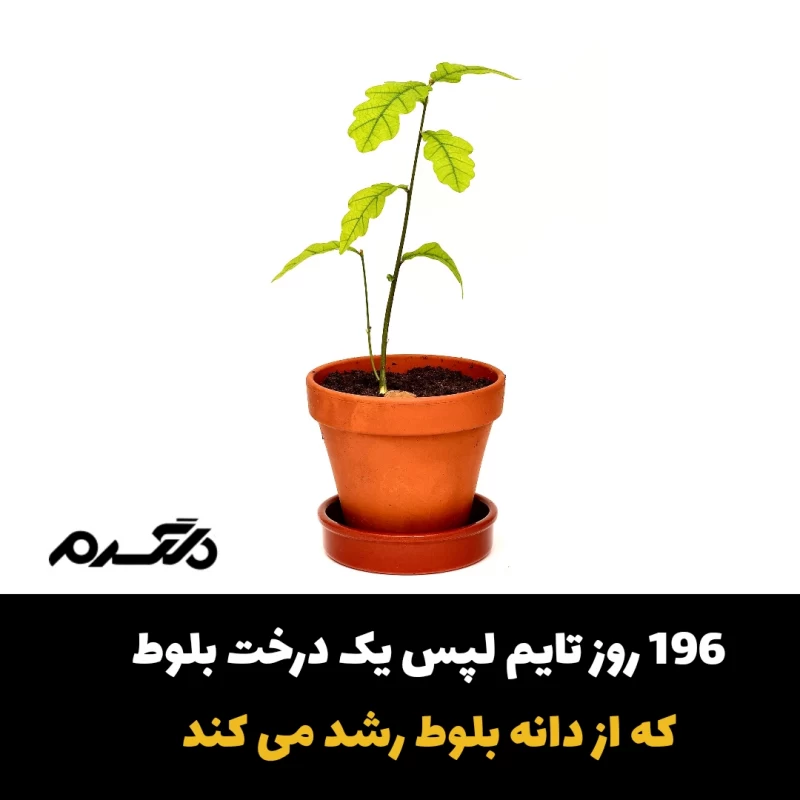 تایم لپس رشد درخت بلوط