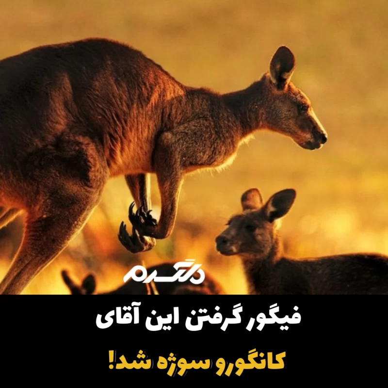 فیگور گرفتن کانگورو