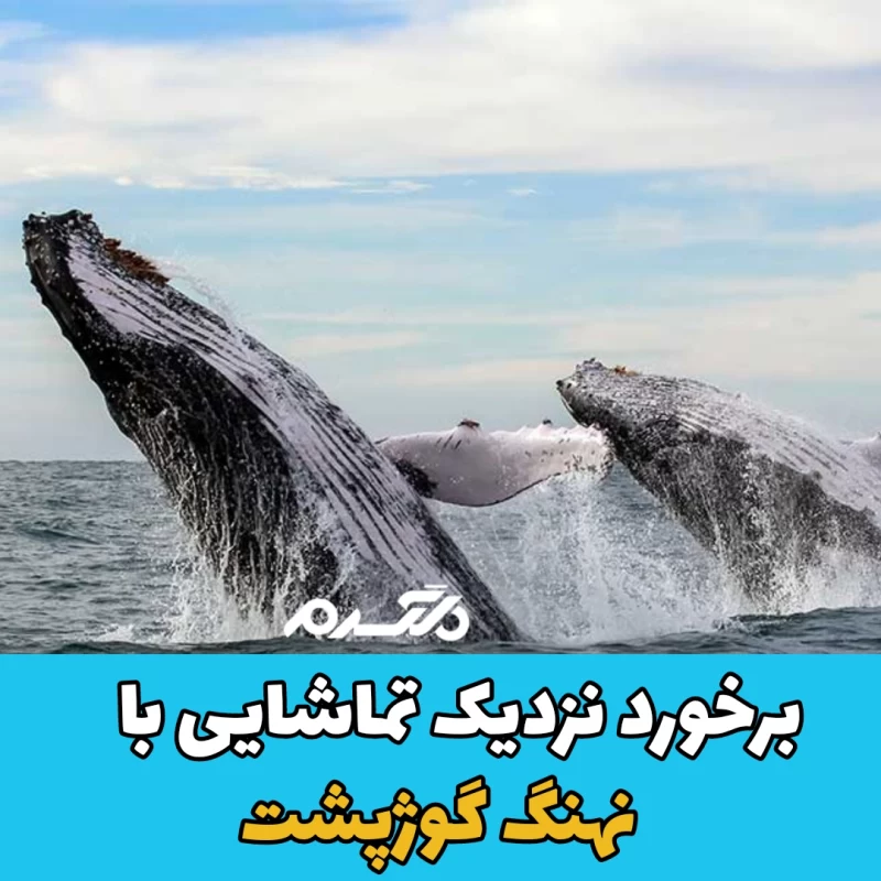 نهنگ گوژپشت