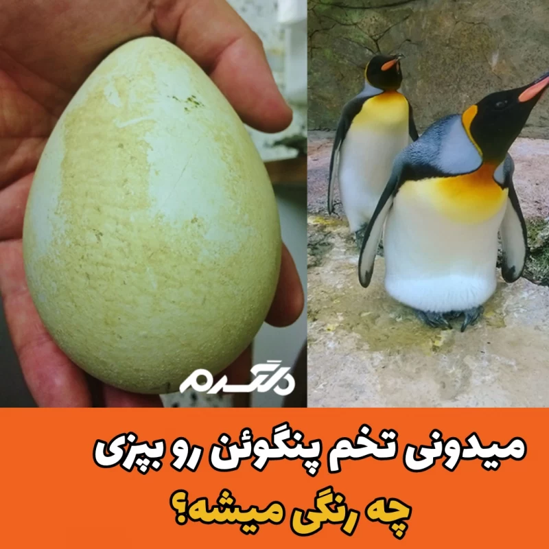تخم‌های پنگوئن