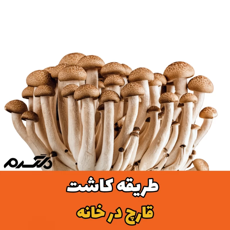 طریقه کاشت قارچ در خانه