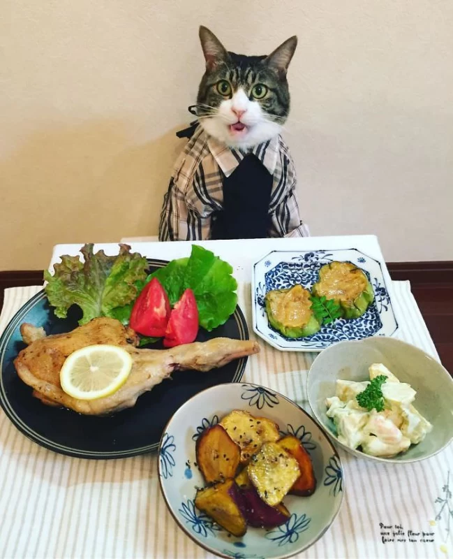 سرآشپز گربه ای که هر شب با لباسی متفاوت با مادرش غذا می خورد