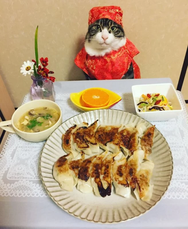 سرآشپز گربه ای که هر شب با لباسی متفاوت با مادرش غذا می خورد