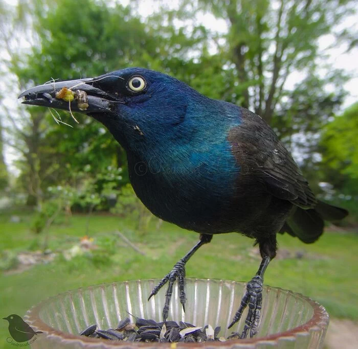 تصاویر فوق العاده زیبا از غذا دادن به پرنده ها