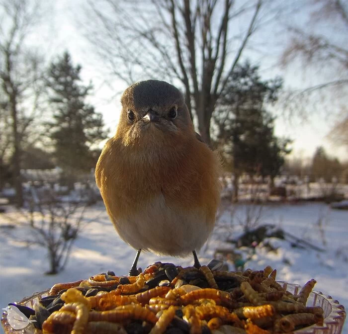 تصاویر فوق العاده زیبا از غذا دادن به پرنده ها
