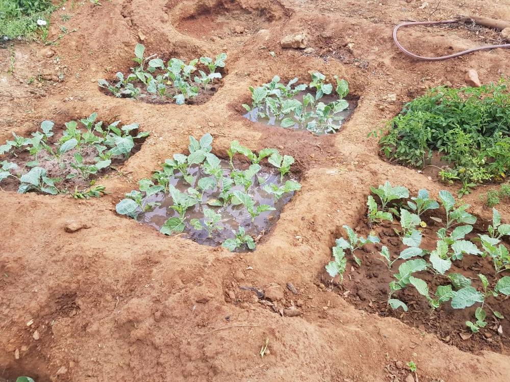 ترفند جالب و ساده کشاورزان آفریقایی برای بیابان زدایی