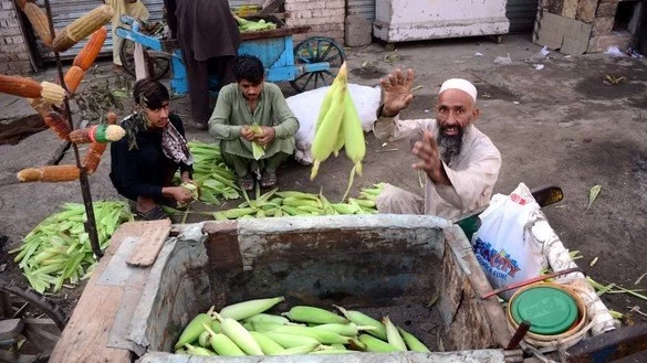 پیرمرد ۷۰ ساله پاکستانی که ذرت را در شن میپزد