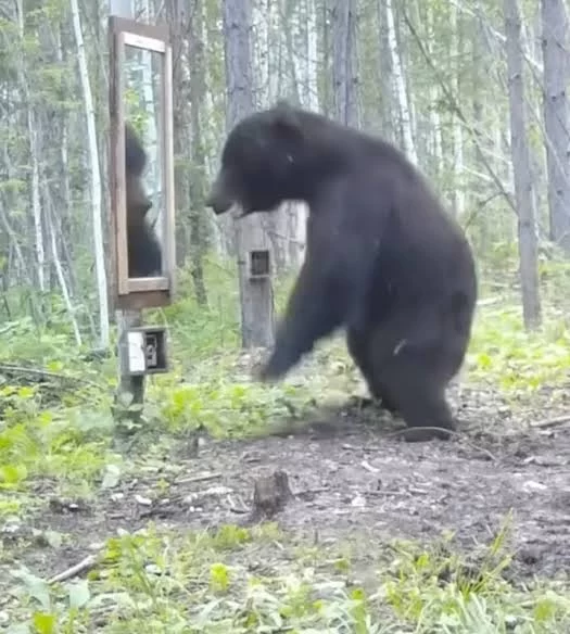 واکنش خرس قهوه ای به دیدن آینه در جنگل
