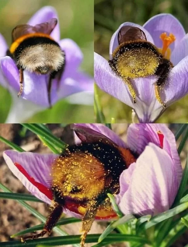 زنبورها کی ها میخوابند