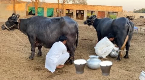 (ویدیو) عظمت گاو ۹ من شیرده از نمای نزدیک