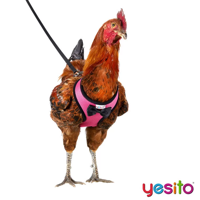 بند برای مرغ