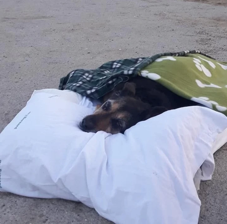 ماجرای مردی که تصاویر سگ مسن اش در کنار ساحل وایرال شد+عکس