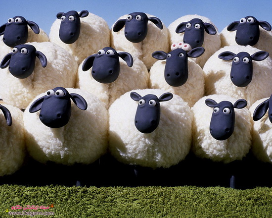 گوسفند ناقلا - بره ناقلا