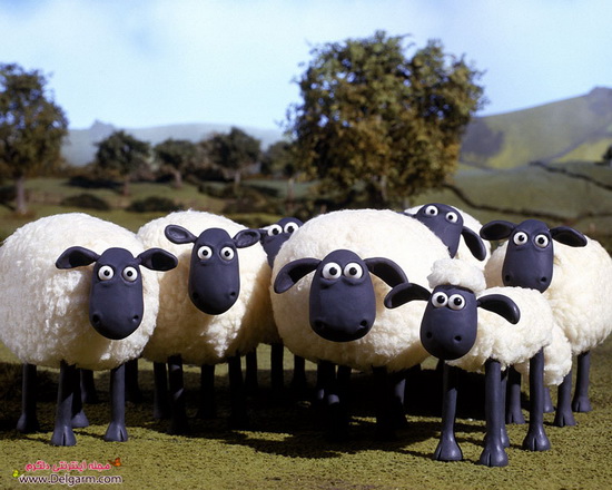 گوسفند ناقلا - بره ناقلا