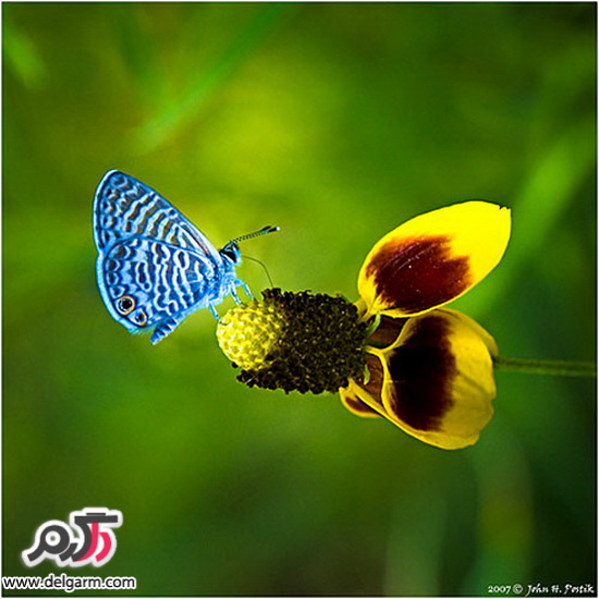 پروانه های زیبا و رنگارنگ