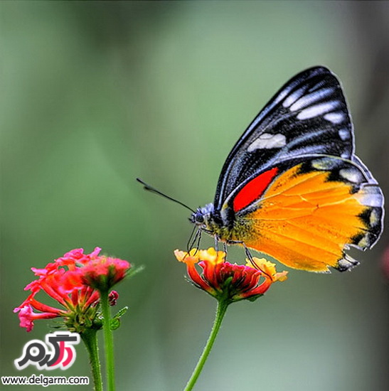 پروانه های زیبا و رنگارنگ