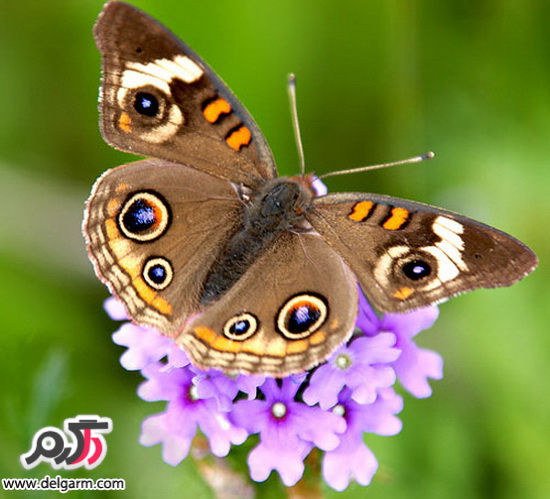 پروانه های زیبا و رنگارنگ