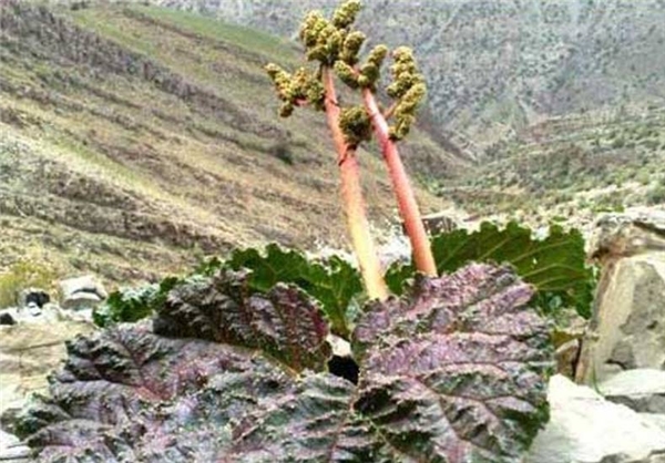 جاذیه های گردشگری افغانستان