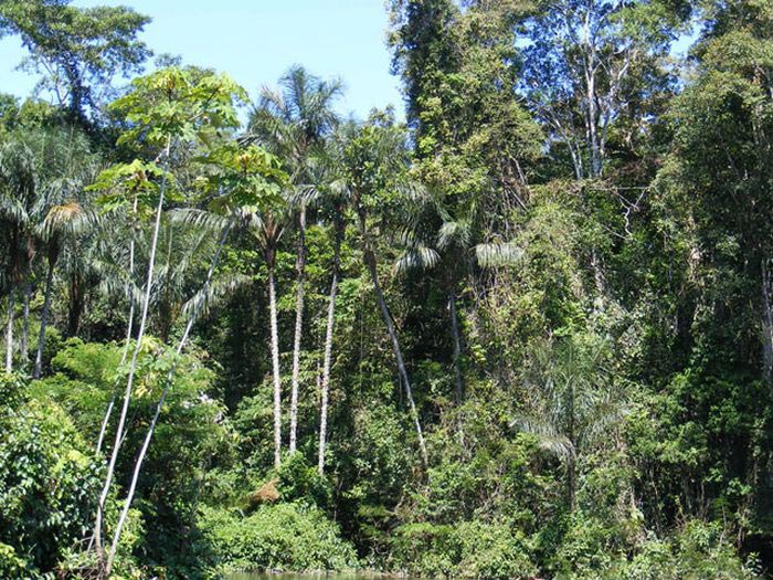 جنگلهای آمازون