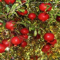 میو های مفید برای سلامت مو