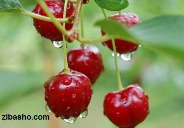 خواص مروارید های سرخ