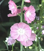 نوعی خطمی