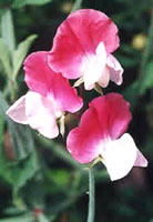 نخود گل معطر