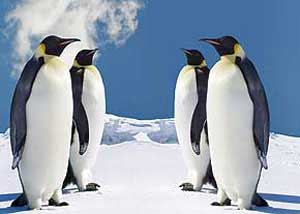 چرا پای پنگوئن ها در سرما یخ نمی زند؟