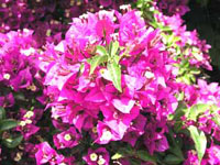 گل کاغذی
