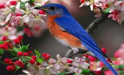 می دانید چرا پرندگان آواز می خوانند