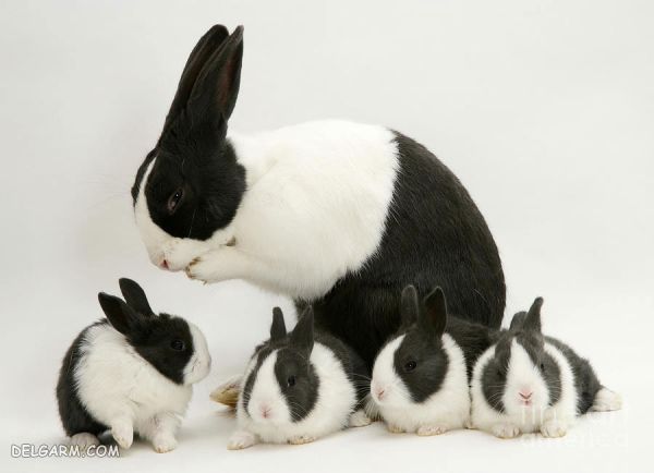 ​ سوالات رایج درباره نگهداری از خرگوش