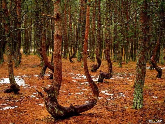 جنگل رقصنده ...