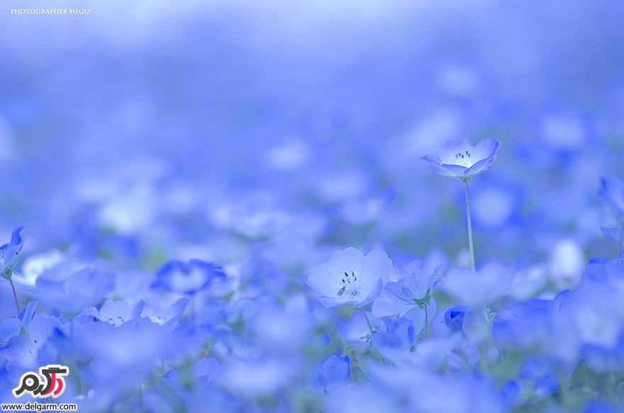 دشت گل های لاله ابی