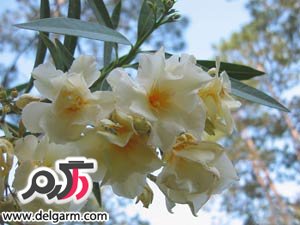درختچۀ خرزهره