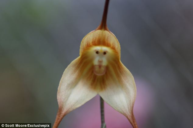 گل ارکیده میمون