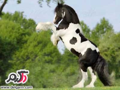  تغذیه اسب