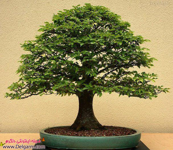 آشنایی با بن سای