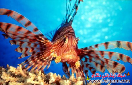 زیباترین ماهی های دنیا/زیباترین ماهی های دریایی