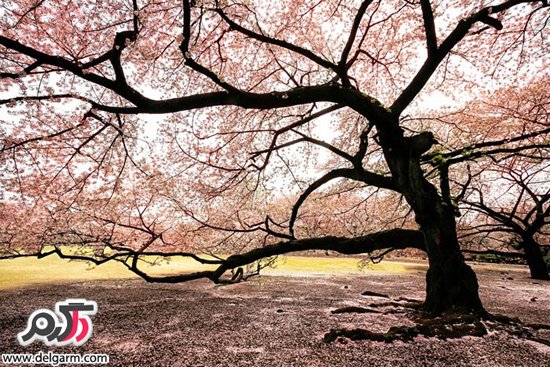 آغاز بهار در ژاپن+تصاویر