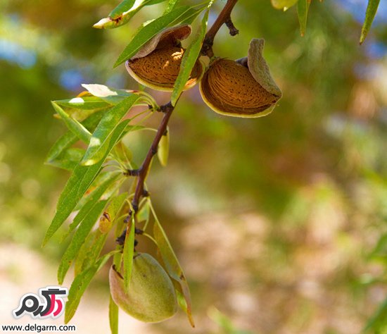 شکل درختی که میوه مورد علاقه تان از آن به عمل می آید را دیده اید؟ شکل درختی که میوه مورد علاقه تان از آن به عمل می آید را دیده اید؟