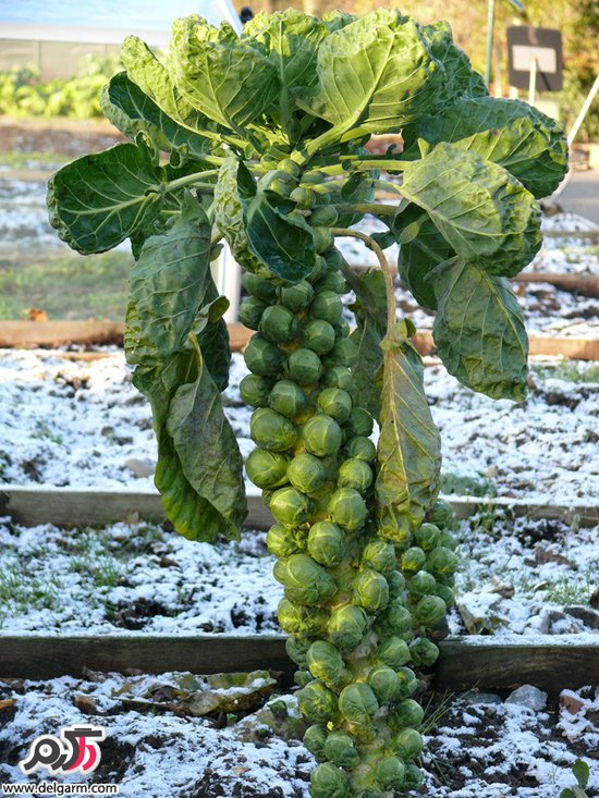 brussel sprout brussel sprout
