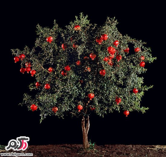 شکل درختی که میوه مورد علاقه تان از آن به عمل می آید را دیده اید؟ شکل درختی که میوه مورد علاقه تان از آن به عمل می آید را دیده اید؟