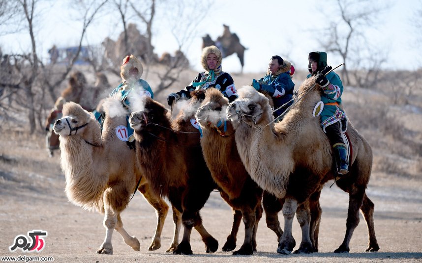 فستیوال شتر سواری در شمال چین منطقه خودمختار مغولستان