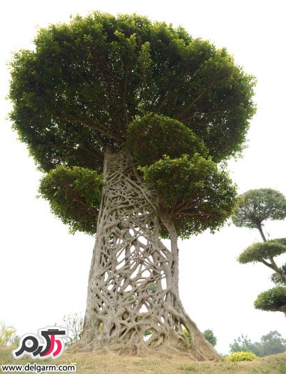 درختی با تنه عنکبوتی در نانیگ چین