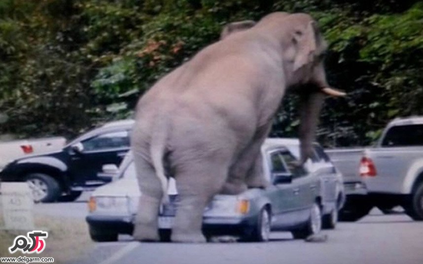 حمله فیل به یک ماشین