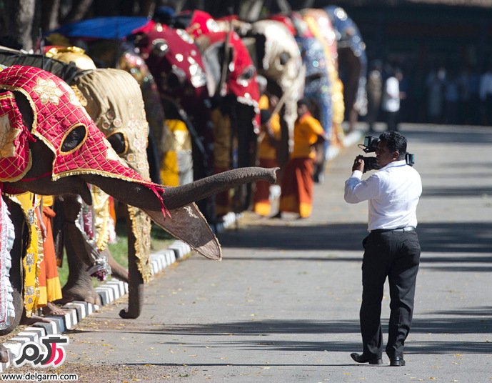 فیلی که در مراسم خوش آمد گویی به پاپ فرانسیس در سریلانکا، خرطومش را به سمت فیلمبردار بلند کرد.