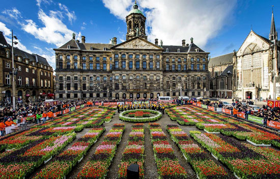 در فصل گل لاله در میدان دام آمستردام، چیدن گل برای عموم آزاد است.
