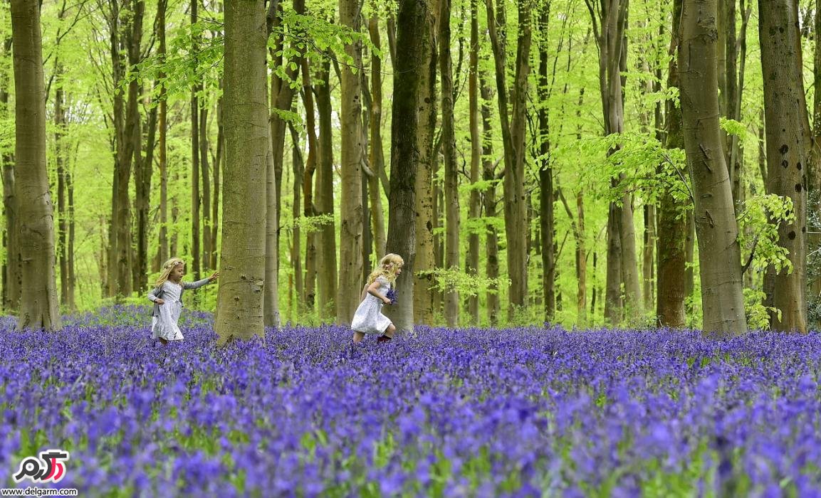 دشتی پر از گل استکانی آبی رنگ در جنوب انگلیس