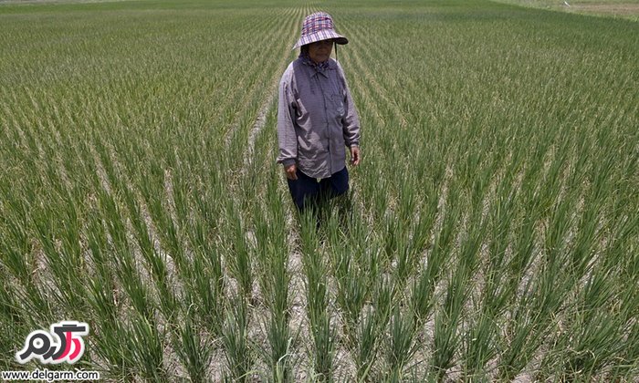 کشاورز تایلندی در حال قدم زدن در شالیزار برنج