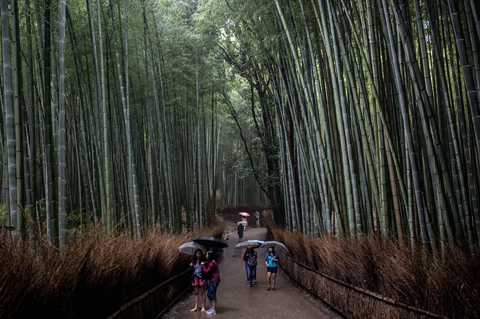 جنگل زیبای بامبو در کیوتو ژاپن